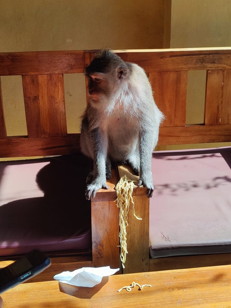 singe qui mange des nouilles à Ubud dans la monkey forest pendant notre tour du monde en famille