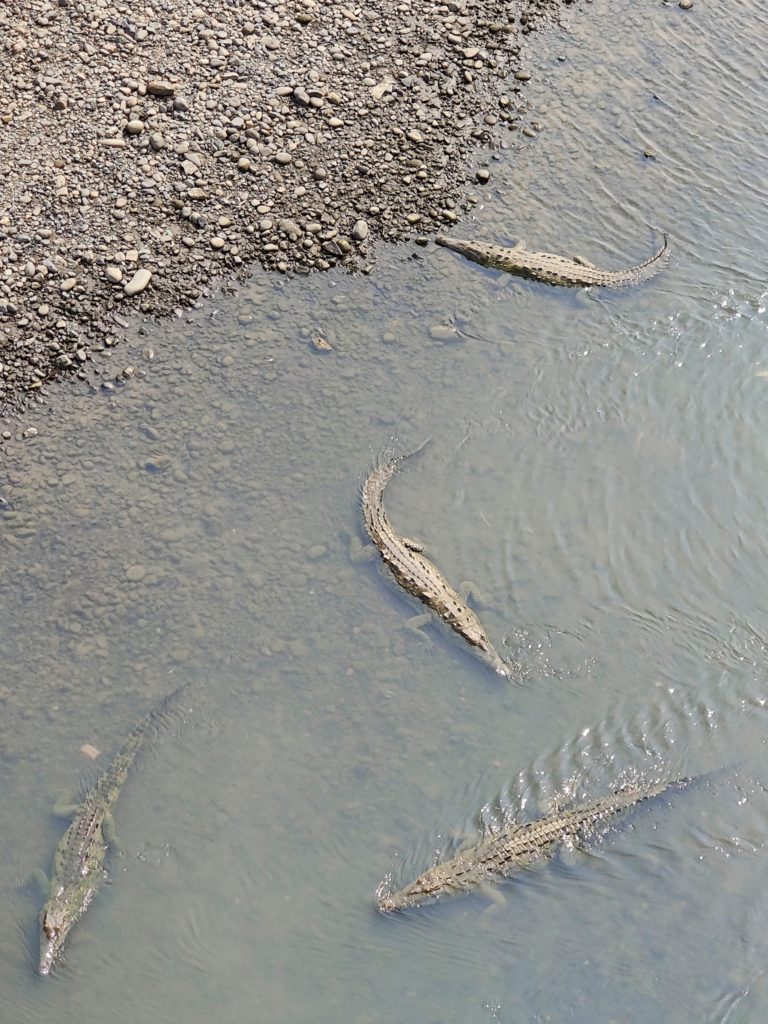 riviere de crocodiles au costa rica